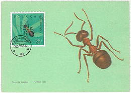 32522  -  Polonia - MAXIMUM CARD : INSECTS 1963 - Zonder Classificatie