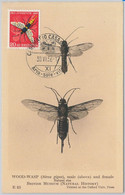 52705  - SWITZERLAND -  MAXIMUM CARD - 1956  PRO JUVENTUTE Insects WASP - Zonder Classificatie