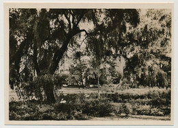 CPSM - ROUMANIE - BUCAREST - Le Parc De Cismiglu - Roemenië