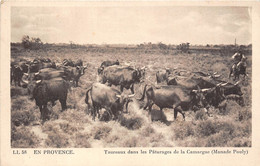 13-TAUREAUX DANS LES PÂTURAGES DE LA CAMARGUE- ( MANADE POULY ) - Saintes Maries De La Mer