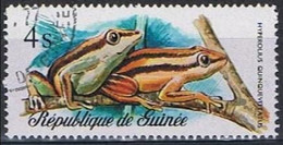 GUINEE - Grenouille Des Roseaux à Cinq Bandes (Hyperolius Quinquevittatus) - Kikkers