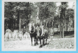 Agriculture-Château De Beersel-Un Paysan Et Sa Charrue-Attelage De Deux Chevaux - Attelages