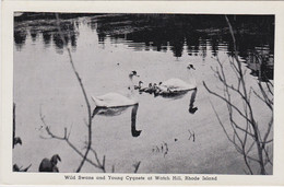 Rhode Island Watch Hill Wild Swans And Young Cygnets - Andere & Zonder Classificatie