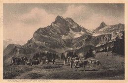 Braunwalderalp Mit Ortstock Kühen 1924 Glarus - Braunwald