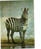 BC61211 Animals Animaux Zerbre Zebra Not Used Perfect Shape Back Scan At Request - Zebre