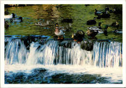 Massachusetts Northampton Look Memorial Park Ducks - Northampton