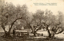 Toulon * Le Verger COSTEBELLE , Maison POTHONNIER * Verger Cueillette D'olives - Toulon