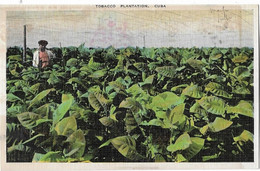 Cuba  -      Tobacco  Plantation - Cuba