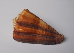 Conus Sulcatus Bocki - Coquillages