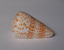 Conus Tessulatus - Coquillages