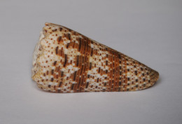 Conus Imperialis - Coquillages