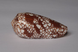 Conus Omaria - Coquillages