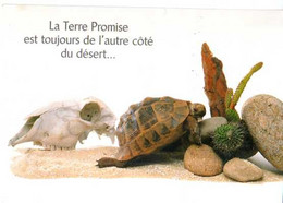 Tortue La Terre Promise Est Toujours De L'autre Coté Du Désert, Crane Avec Machoire - Turtles