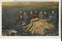 Etats -unis  -     A  Petrified  Tree  Stump, Showing How Has Been Turned To Coal - Other & Unclassified