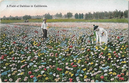 Etats -unis  -  California  - A Field Of Dahlias In California - Anaheim