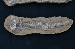 Grand Fossile Probablement Un Cladocysus Du Crétacé - ~100 Millions D'années Av. JC - SUPERBE - Fossilien
