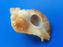 Jaton Decussatus Sénégal 29,4mm F+++ N2 - Seashells & Snail-shells
