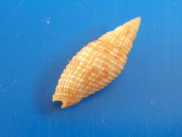 Mitra Acupictum Papouasie Nle Guinée 22,2mm F+++/GEM N1 - Seashells & Snail-shells