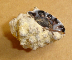 Thais Hippocastanum, 27,6 Mm, Avec Opercule, F++, Indonésie (Lombok) Del 8/1 - Seashells & Snail-shells
