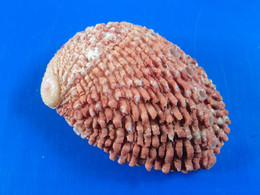 Haliotis Squamosa Madagascar 66,1mm F+++ N1 - Seashells & Snail-shells