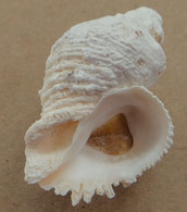Coralliophyla Abbreviata Martinique (Ste-Luce) 47,8mm F+++ W0 N8 RARE - Seashells & Snail-shells