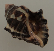 Thais Clavigera Malaisie (Kuantan) Récolté Vivant 27,3mm F+++ WO N9 - Seashells & Snail-shells