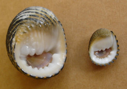 Nerita Costata (x2) Indonésie (Lombok - Gili Nanggu) GEM WO Del 8/2 - Seashells & Snail-shells