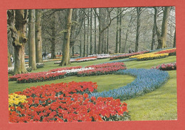 CP EUROPE PAYS BAS KEUKENHOF 1 LISSE HOLLAND - Lisse