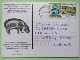 Poland 1999 Postcard Miejski Ogrod Zoo (hippopotamus) - Katowice To England - Country Estates Oborach - Zodiac Pisces - Briefe U. Dokumente