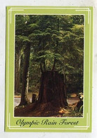 AK 055899 USA - Washington - Olympic Rain Forest - Sonstige