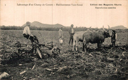 N°92475 -cpa Labourage D'un Champ De Cannes - Maurice