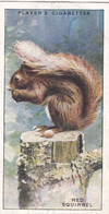34 Red Squirrel  - Animals Of The Countryside 1939  - Original Players Cigarette Card - Wildlife - Player's