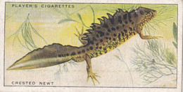 46 Crested Newt  - Animals Of The Countryside 1939  - Original Players Cigarette Card - Wildlife - Player's