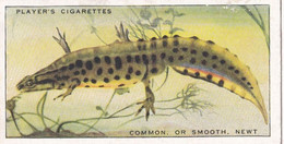 44 Common Newt  - Animals Of The Countryside 1939  - Original Players Cigarette Card - Wildlife - Player's