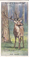 35 Red Deer  - Animals Of The Countryside 1939  - Original Players Cigarette Card - Wildlife - Player's