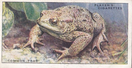 49 Common Toad - Animals Of The Countryside 1939  - Original Players Cigarette Card - Wildlife - Player's