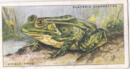 48 Edible Frog - Animals Of The Countryside 1939  - Original Players Cigarette Card - Wildlife - Player's