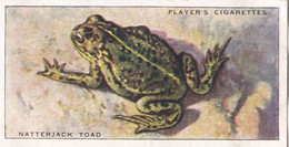 50 Natterjack Toad - Animals Of The Countryside 1939  - Original Players Cigarette Card - Wildlife - Player's