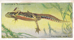 45 Palmate Newt  - Animals Of The Countryside 1939  - Original Players Cigarette Card - Wildlife - Player's