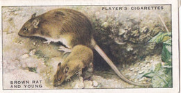 31 Brown Rat & Young  - Animals Of The Countryside 1939  - Original Players Cigarette Card - Wildlife - Player's