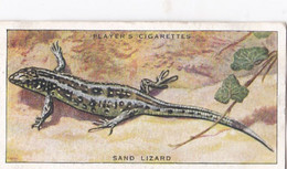 39 Sand Lizard  - Animals Of The Countryside 1939  - Original Players Cigarette Card - Wildlife - Player's