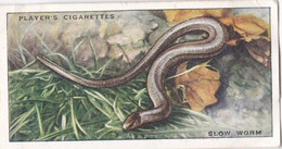 38 Slow Worm  - Animals Of The Countryside 1939  - Original Players Cigarette Card - Wildlife - Player's