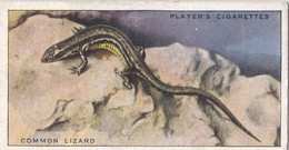 40 Common Lizard  - Animals Of The Countryside 1939  - Original Players Cigarette Card - Wildlife - Player's
