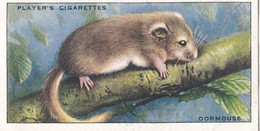 25 Dormouse  - Animals Of The Countryside 1939  - Original Players Cigarette Card - Wildlife - Player's