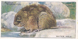 26 Water Vole  - Animals Of The Countryside 1939  - Original Players Cigarette Card - Wildlife - Player's