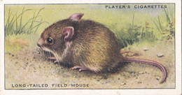 28 Long Tailed Field Mouse  - Animals Of The Countryside 1939  - Original Players Cigarette Card - Wildlife - Player's