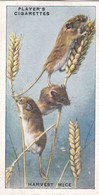 29 Harvest Mice  - Animals Of The Countryside 1939  - Original Players Cigarette Card - Wildlife - Player's