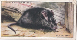 30 Black Rat  - Animals Of The Countryside 1939  - Original Players Cigarette Card - Wildlife - Player's