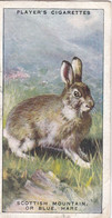 23 Scottish Mountain Or Blue Hare  - Animals Of The Countryside 1939  - Original Players Cigarette Card - Wildlife - Player's