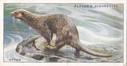 13 Otter  - Animals Of The Countryside 1939  - Original Players Cigarette Card - Wildlife - Player's